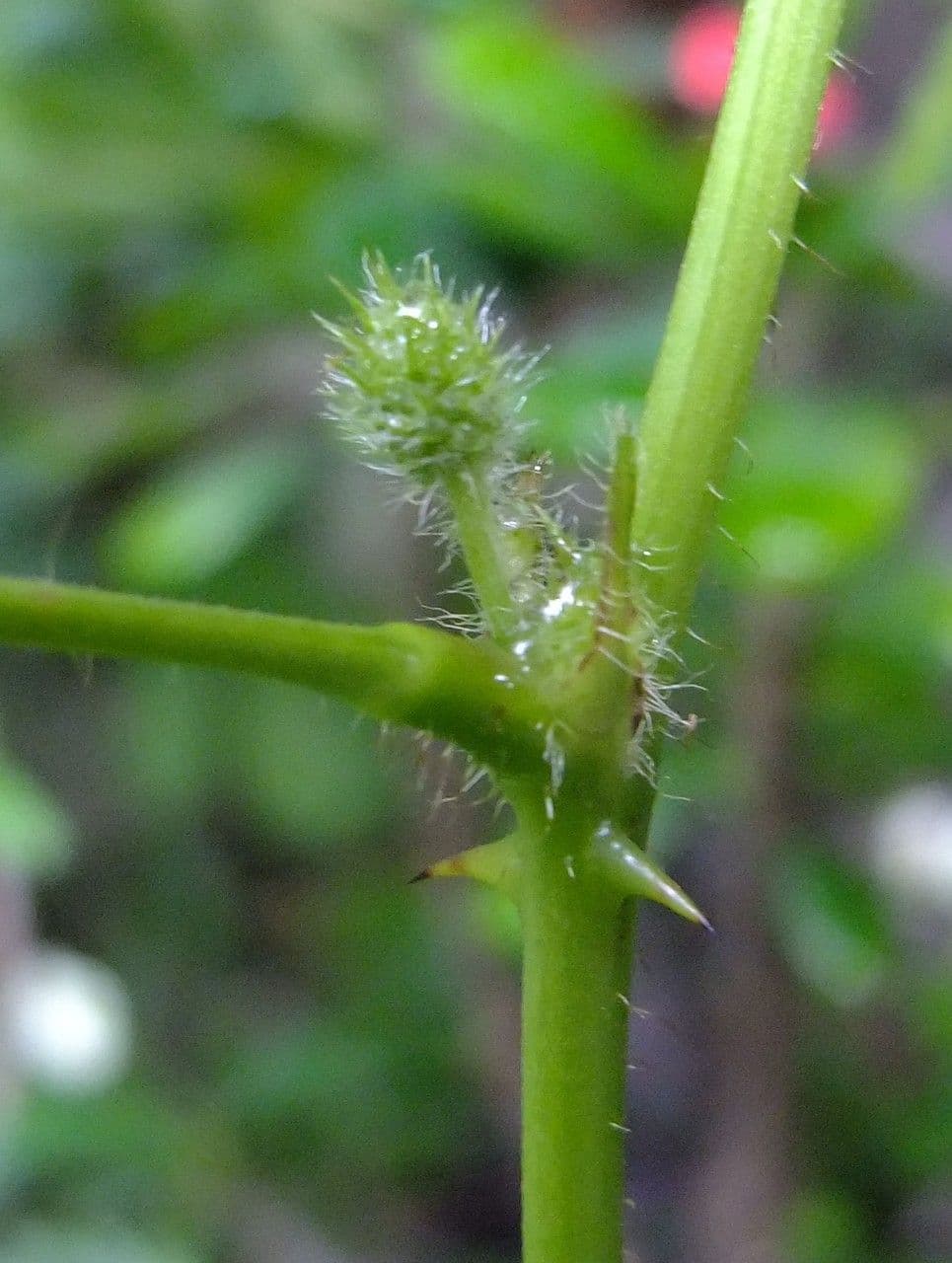 Mimosa pudica 21