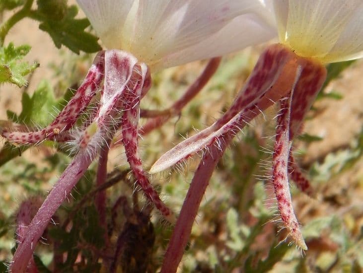 Enagra californiana 2