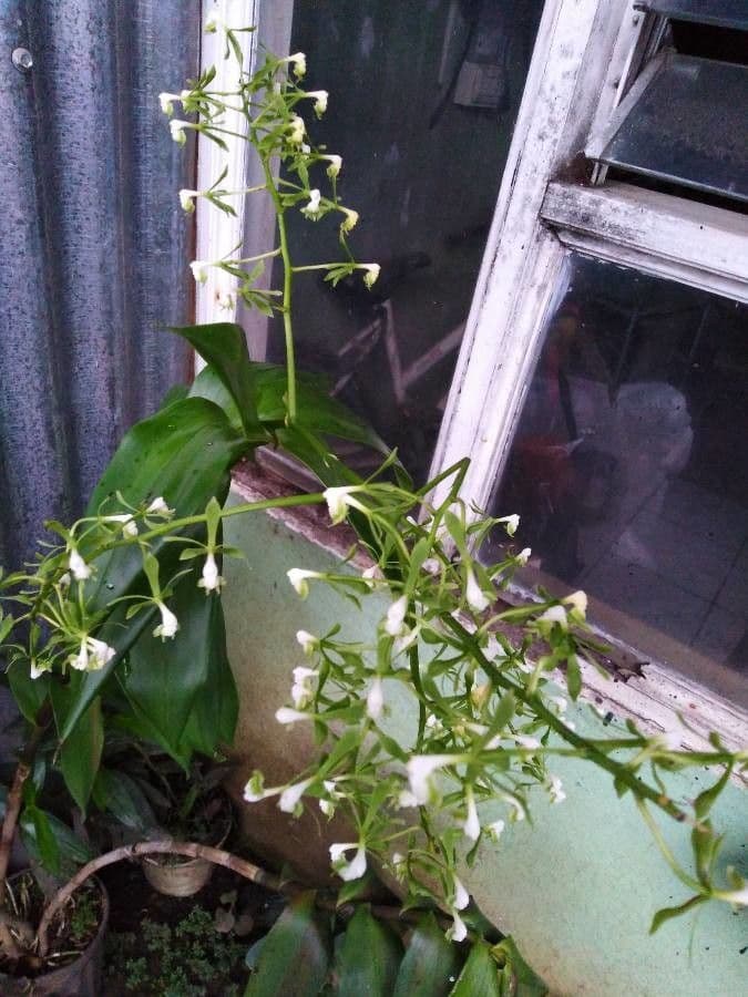Epidendrum