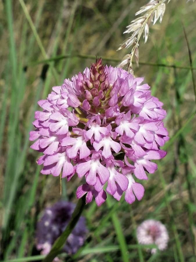Orchis pyramidal 6