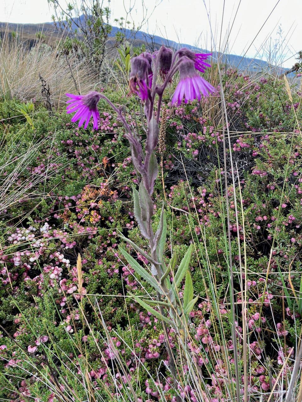 Senecio 9