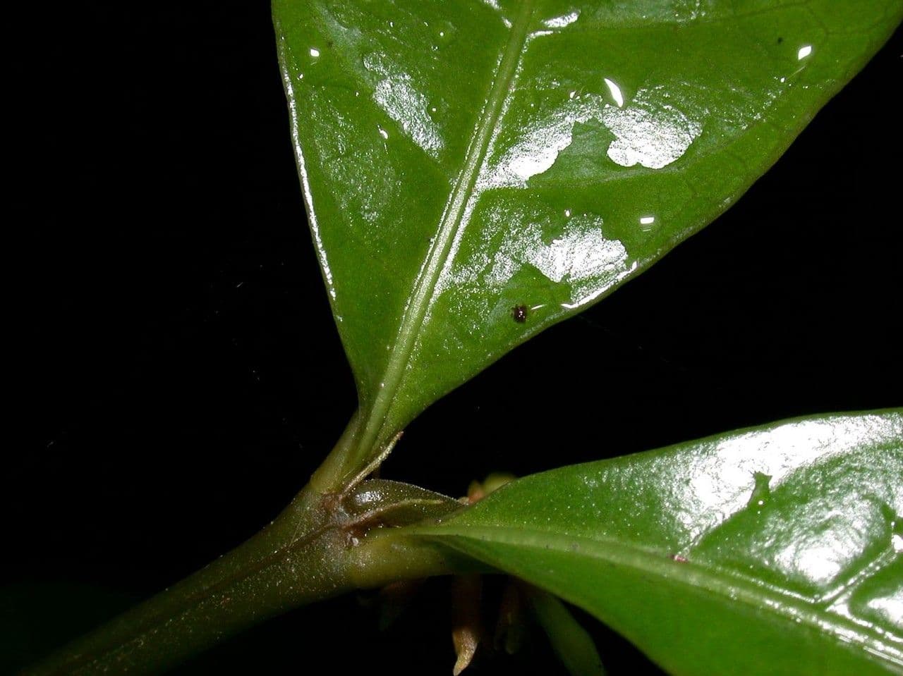 Eumachia 7