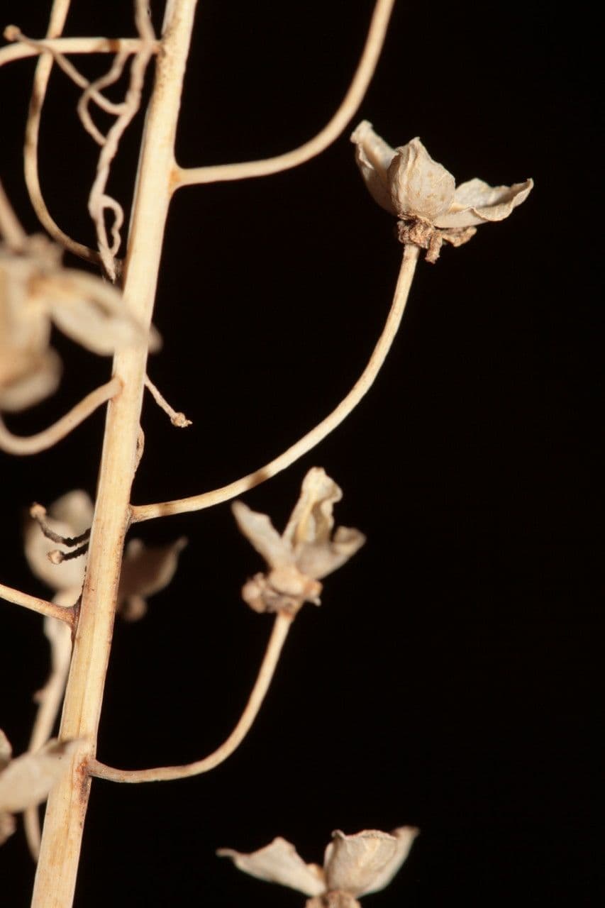Herbst-Blaustern