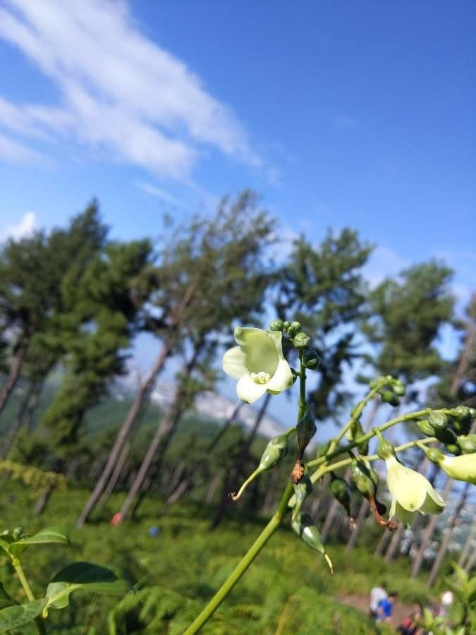 Chelonanthus alatus 7