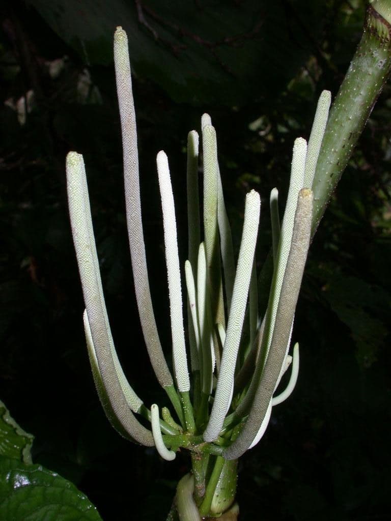 Schildblättriger Pfeffer 3