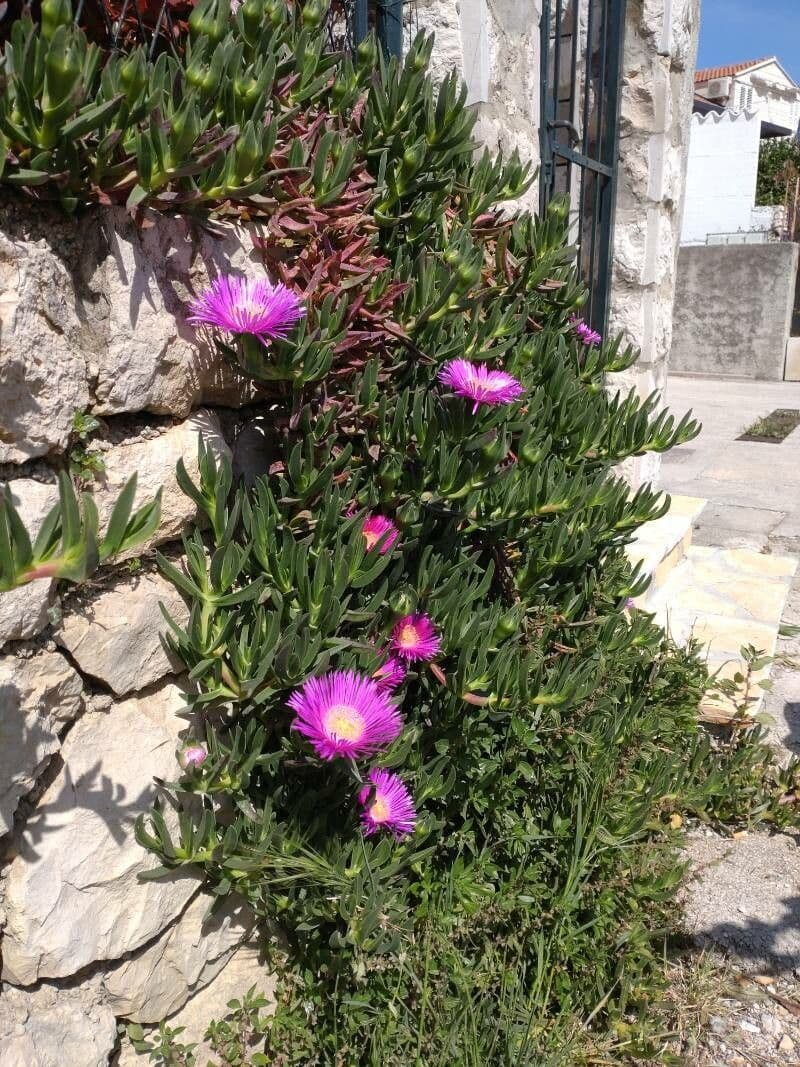 Carpobrotus 5