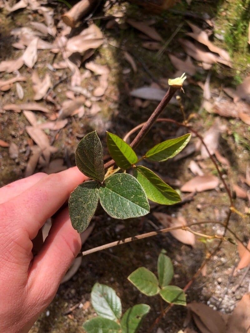 Kennedia rubicunda 9