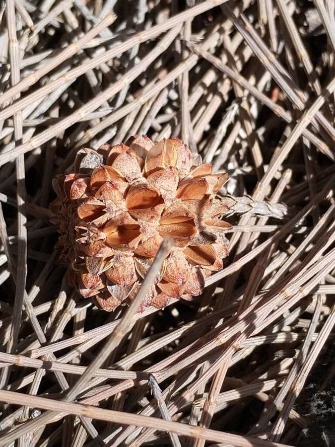 Casuarina equisetifolia 3