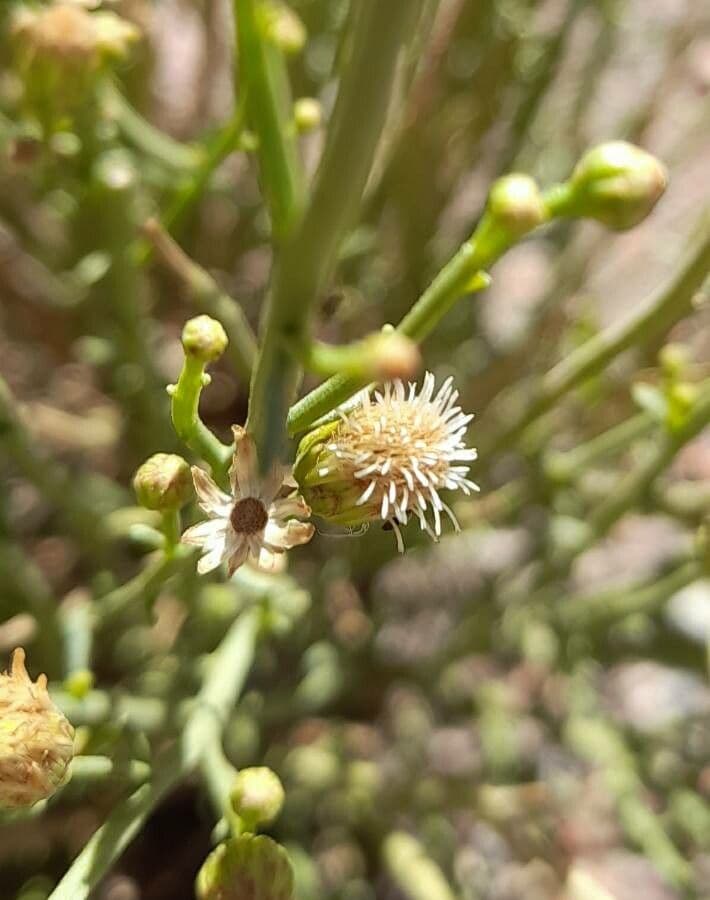 Pseudobaccharis 3