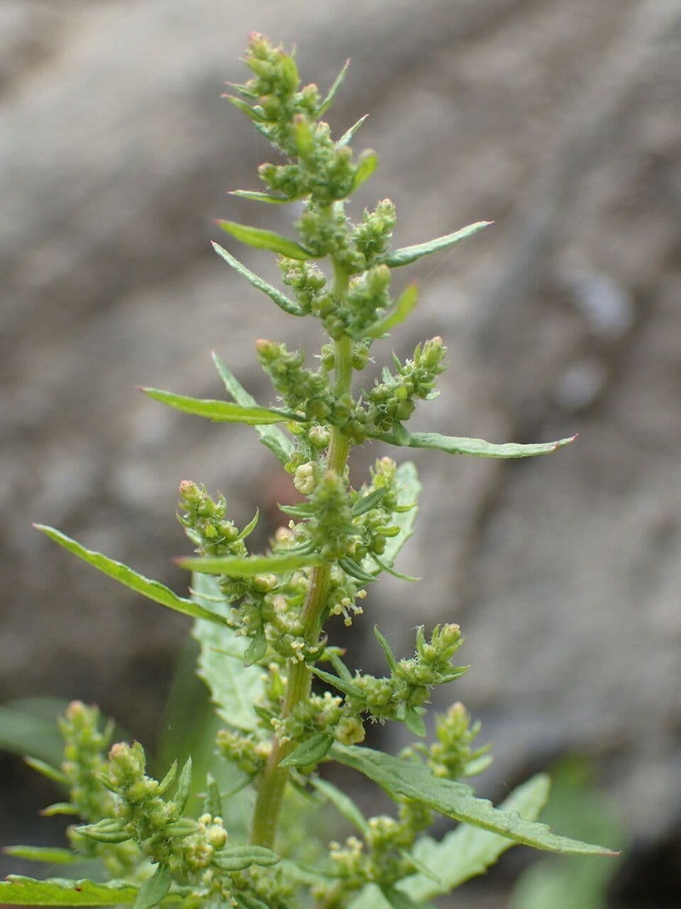 Epazote 9