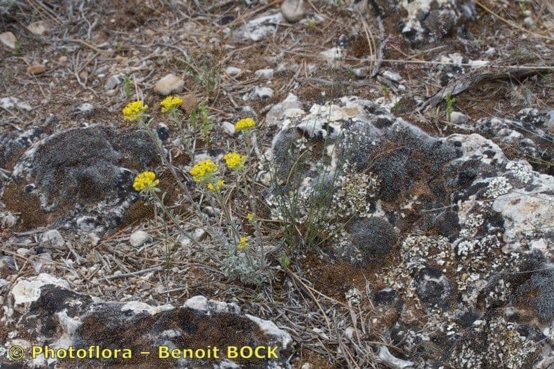 Alyssum serpyllifolium 7