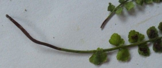 Asplenio verde 23