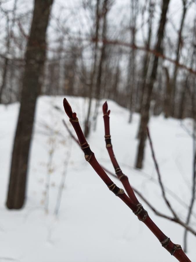 Striped maple 19