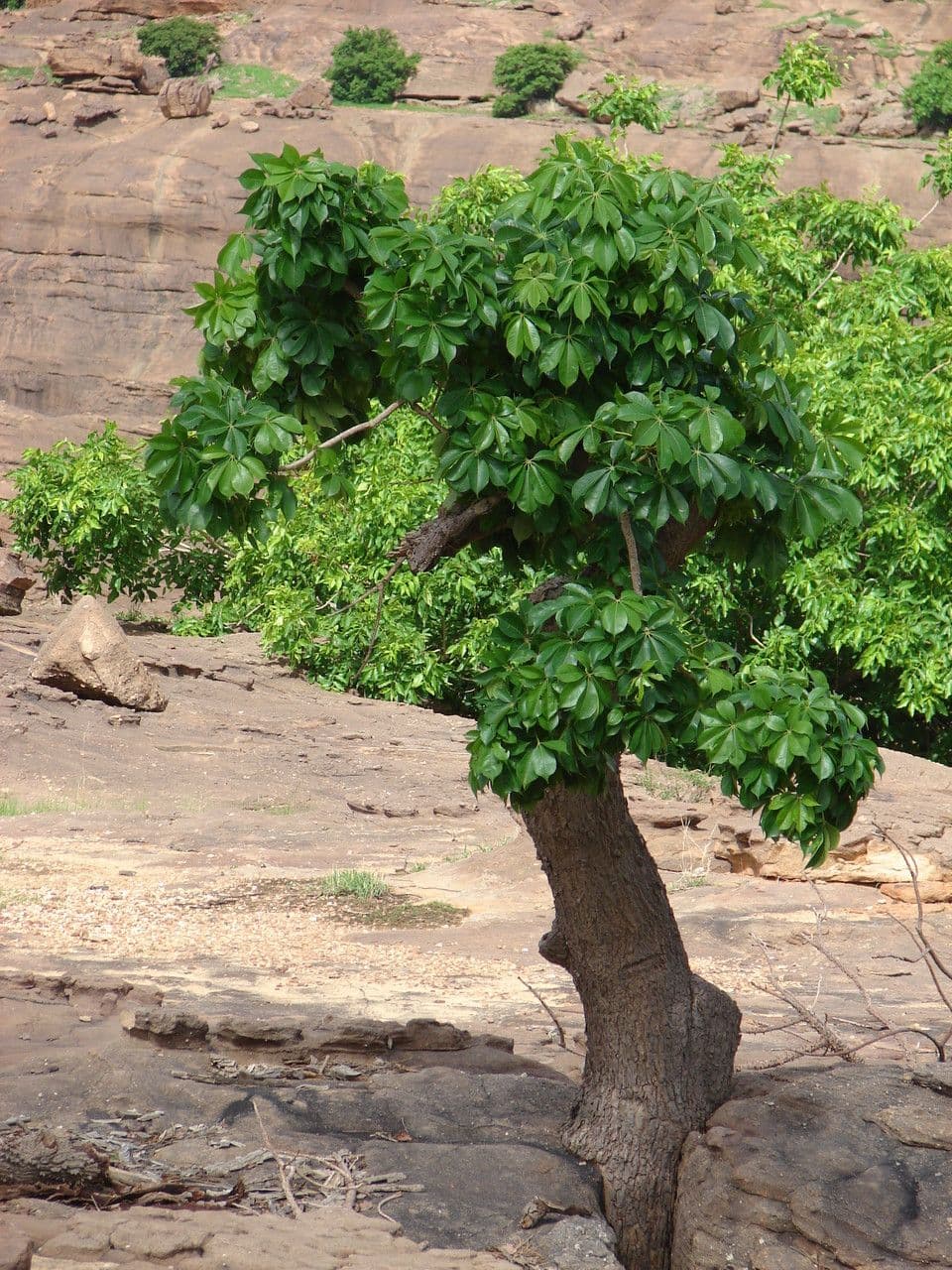 Baobab 12