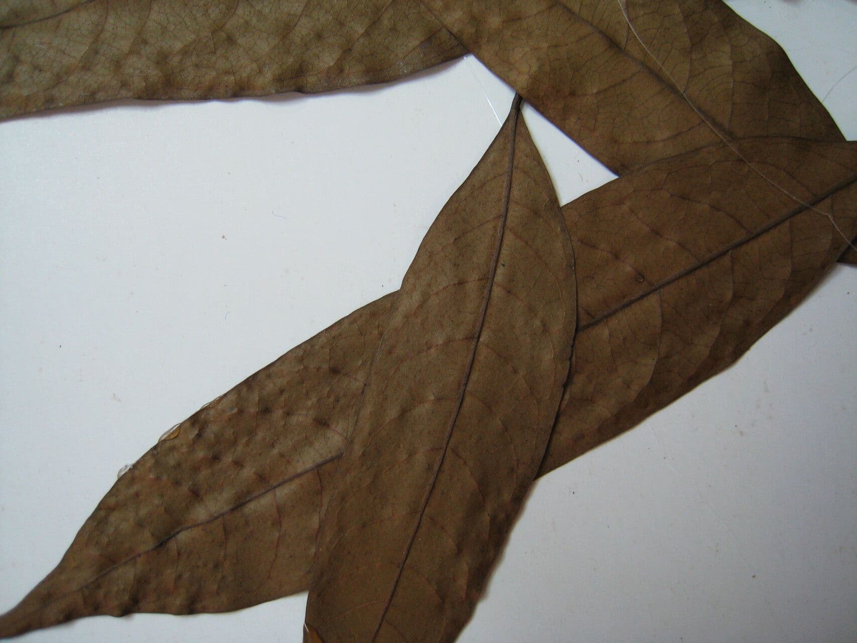 Unonopsis 3