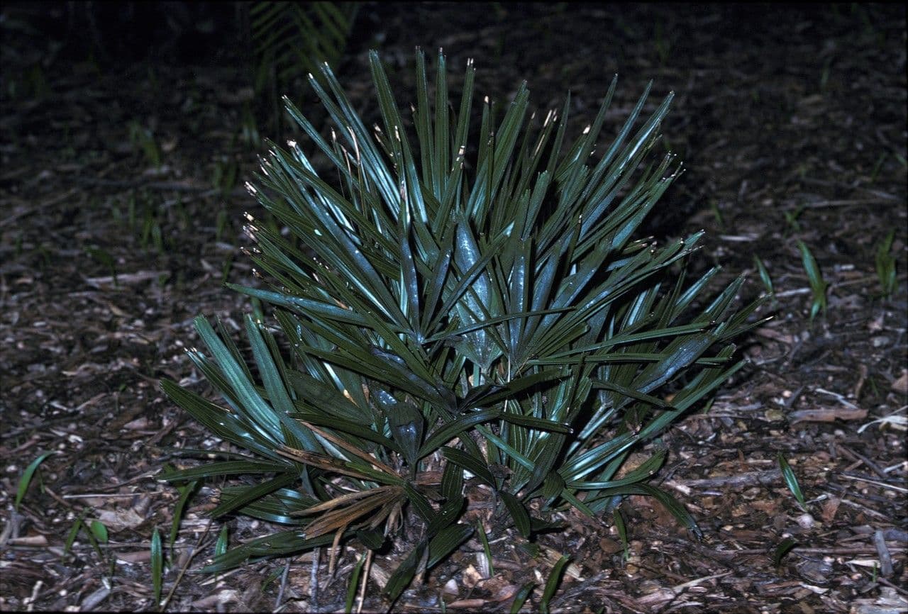 Palma aghiforme 2