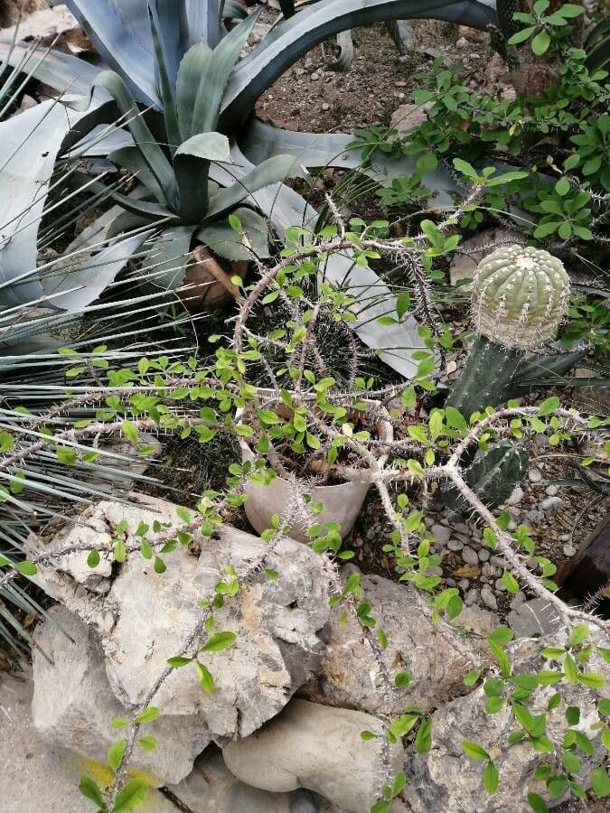 Fouquieria 3