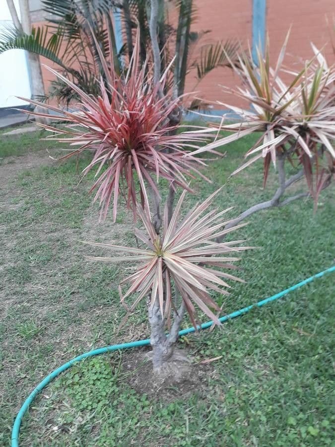 Albero cavolo 11