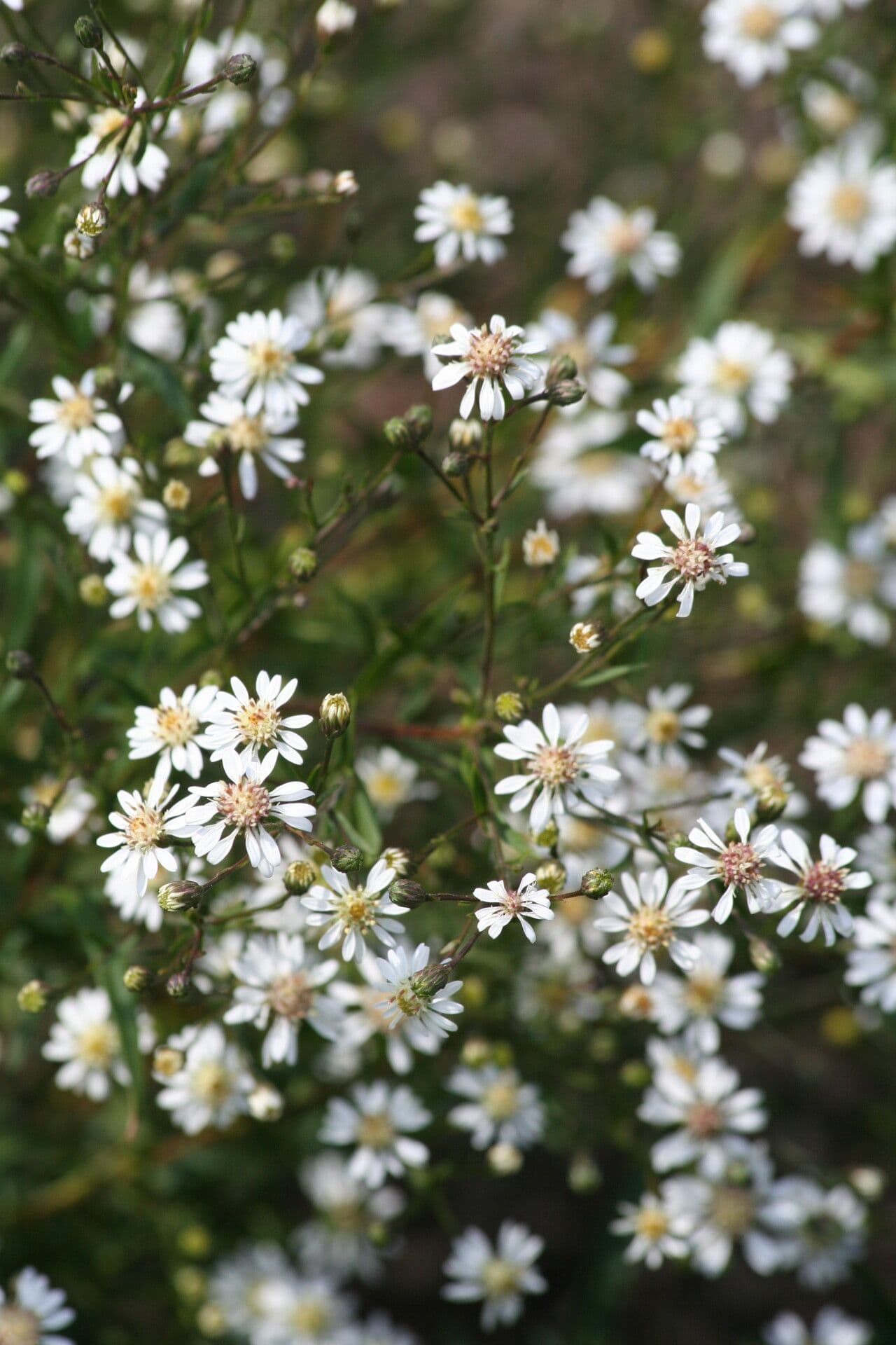 Taglilien-Aster 2