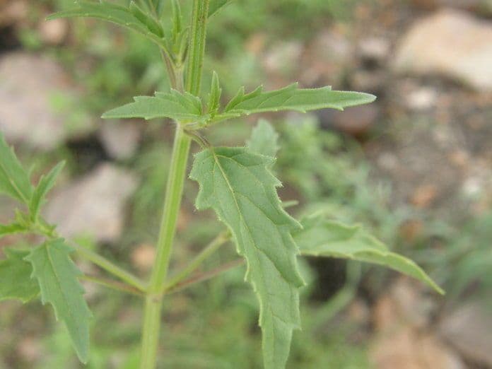 Salvia 8