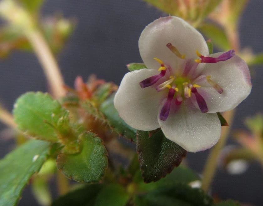 Acisanthera 4