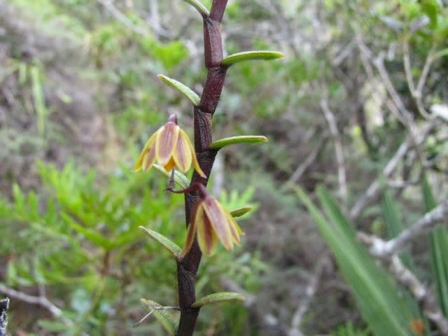 Dendrobium 11