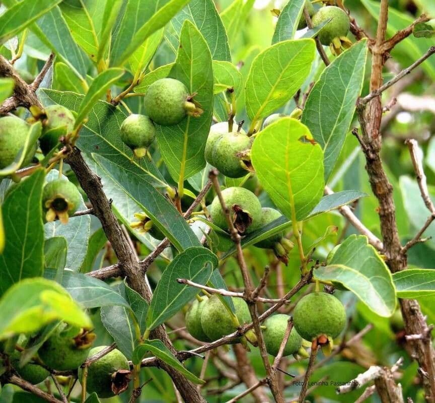 Campomanesia
