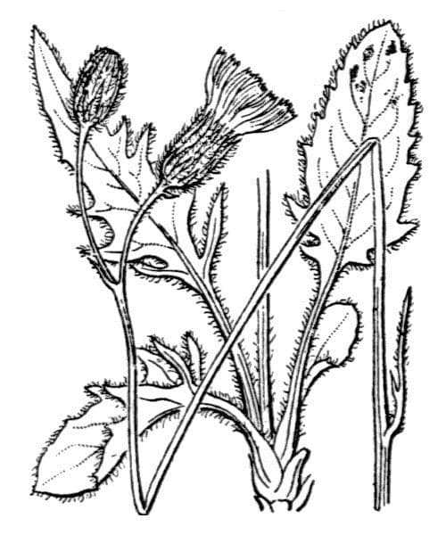 Hieracium caesioides 2