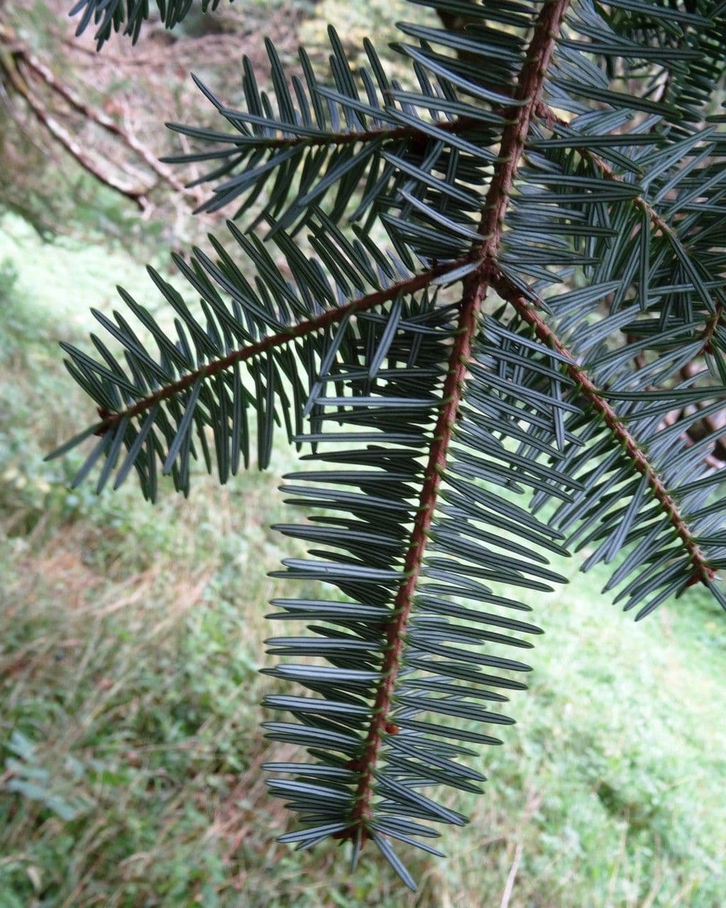 Abete 9