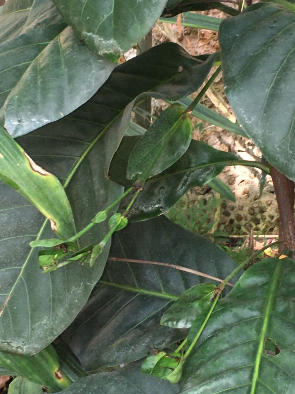 Atractocarpus 2