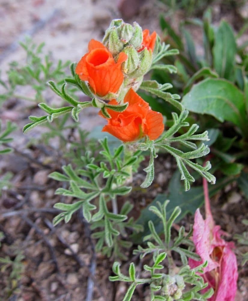 Sphaeralcea 9