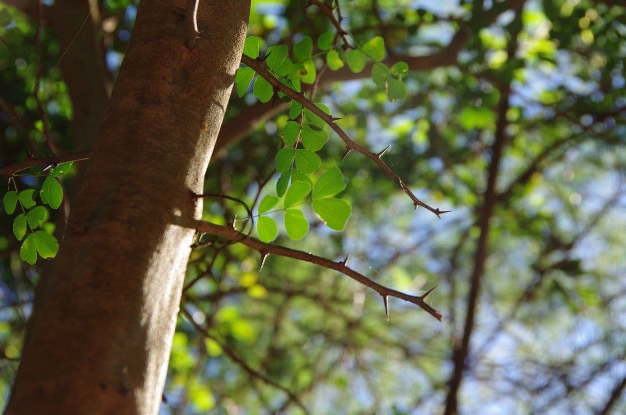 Bois de Campêche 22