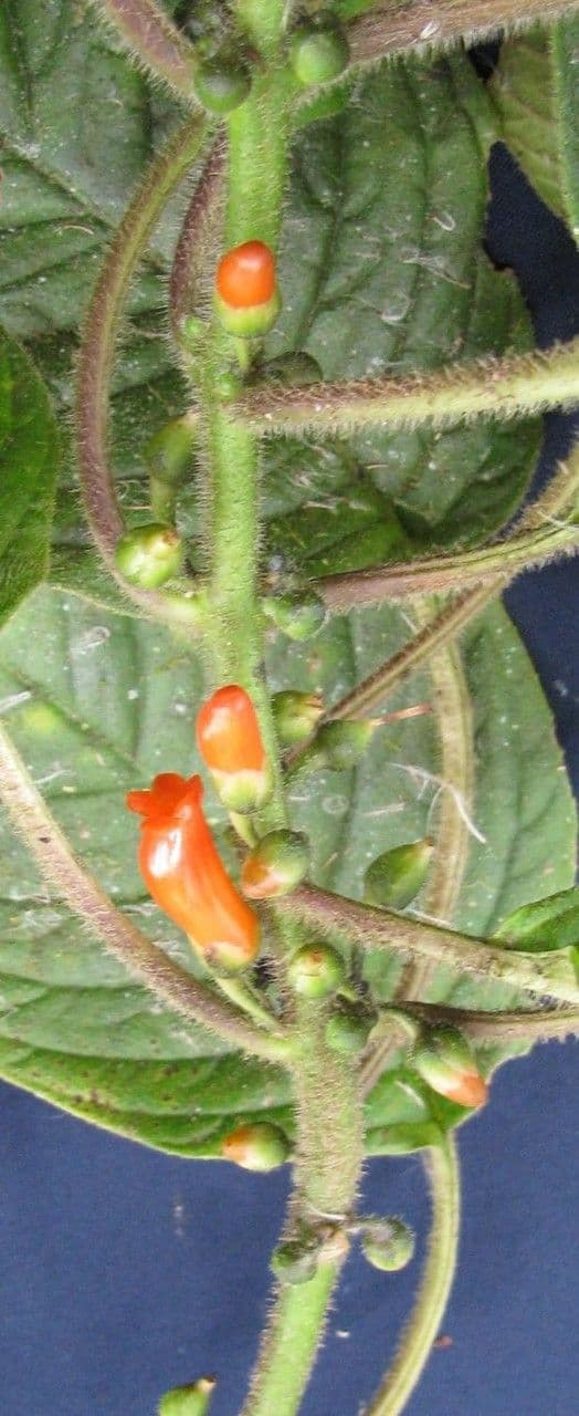 Besleria 3
