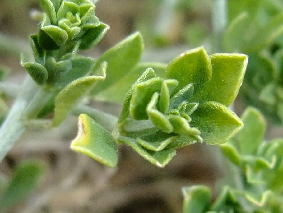 Genista canariensis 12