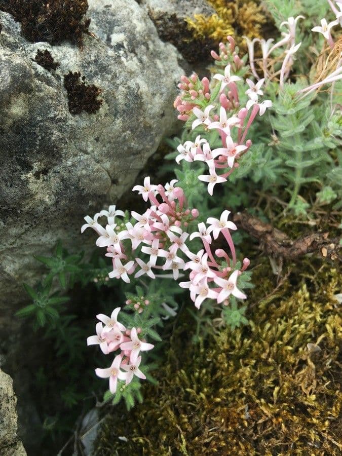 Asperula