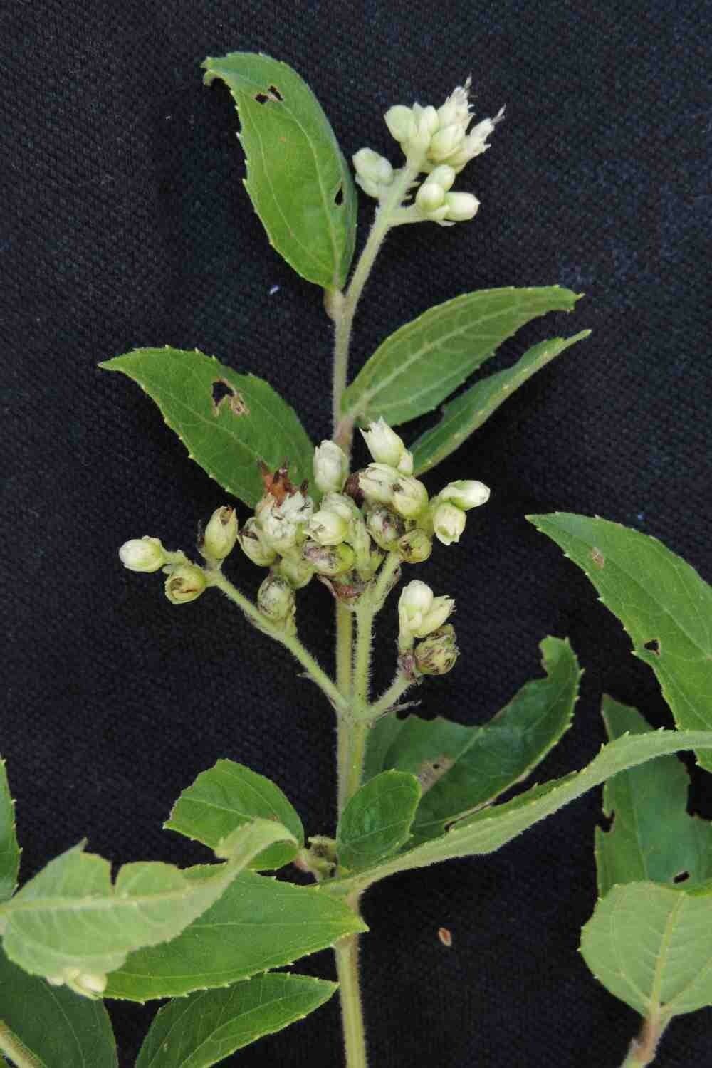 Clibadium 5