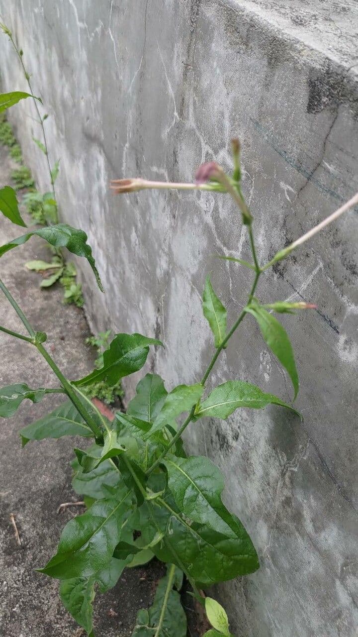 Tabaco de plomo 12