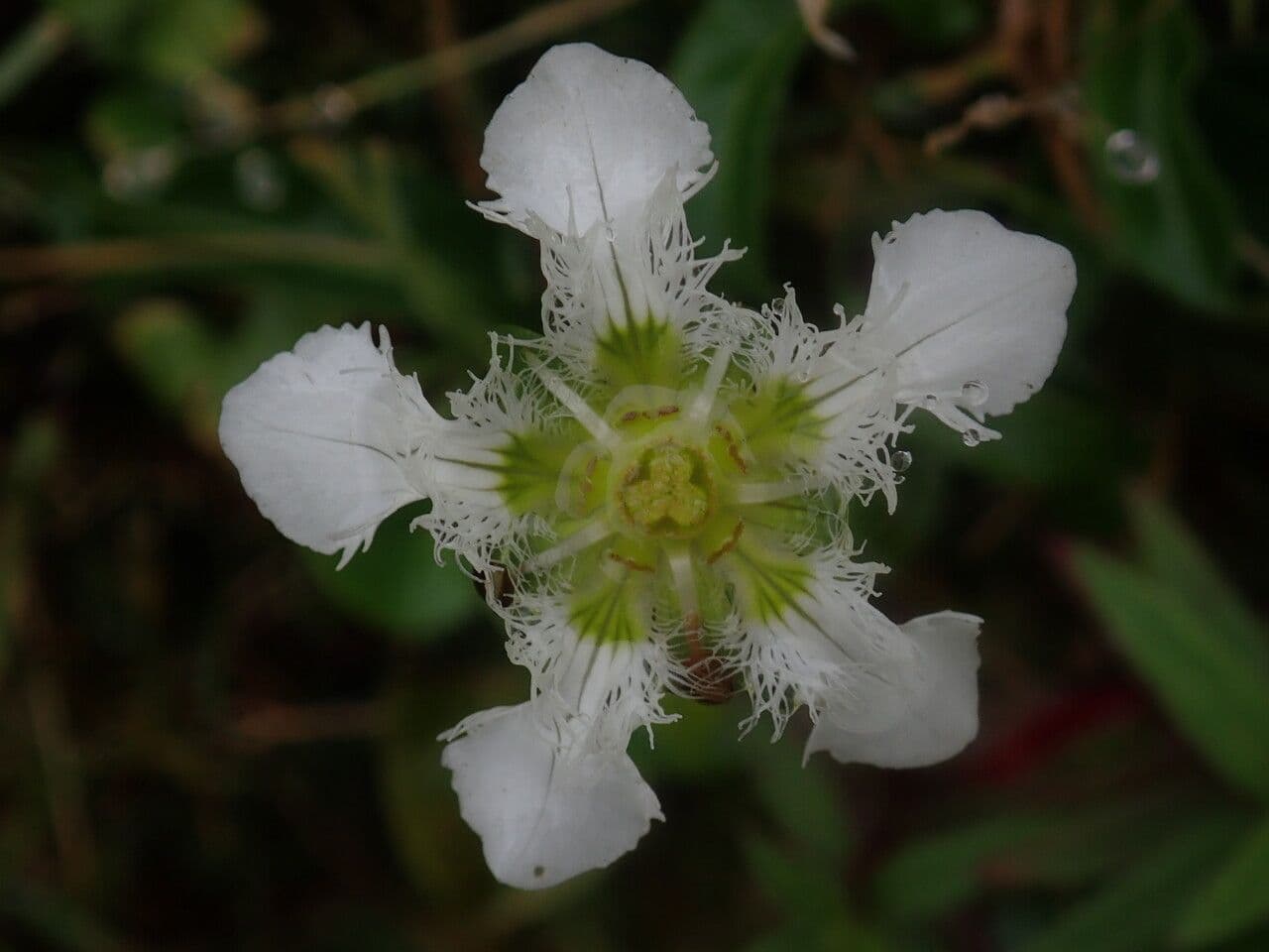 Parnassia 4