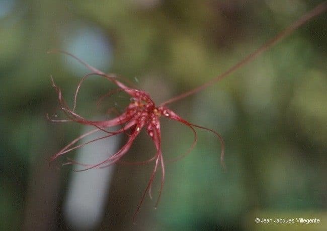Bulbophyllum 5