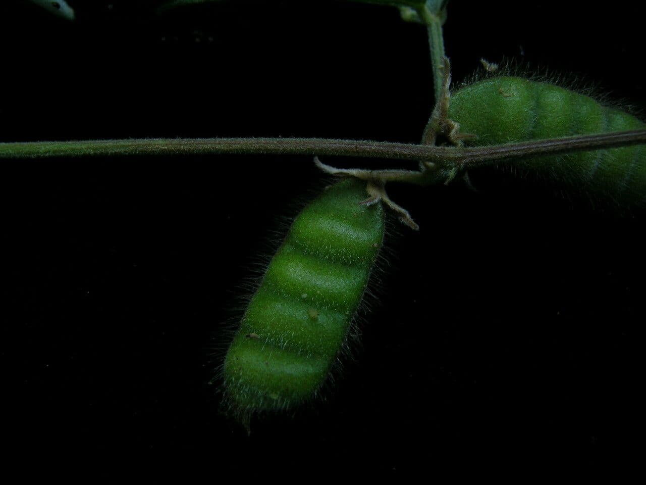 Cajan scarabeo 8