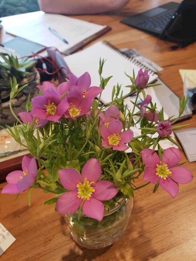 Sabatia 4