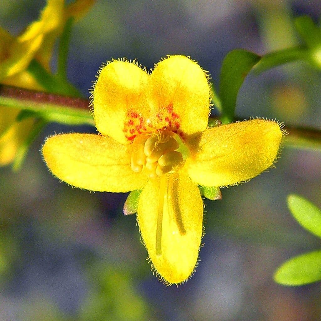 Seymeria pectinata 3