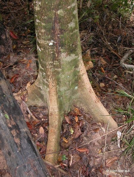 Elaeocarpus wąskolistny 9