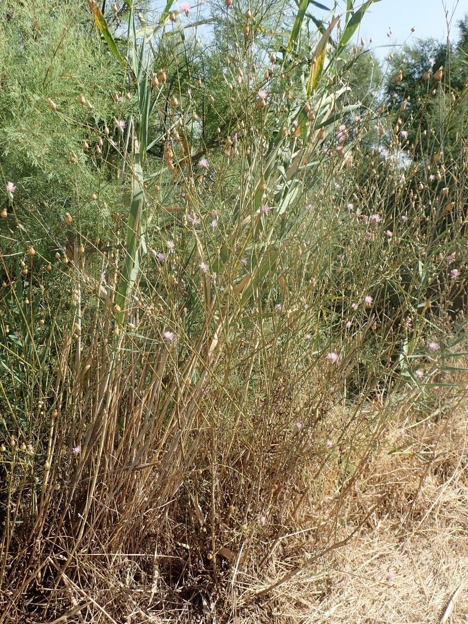 Mantisalca 11