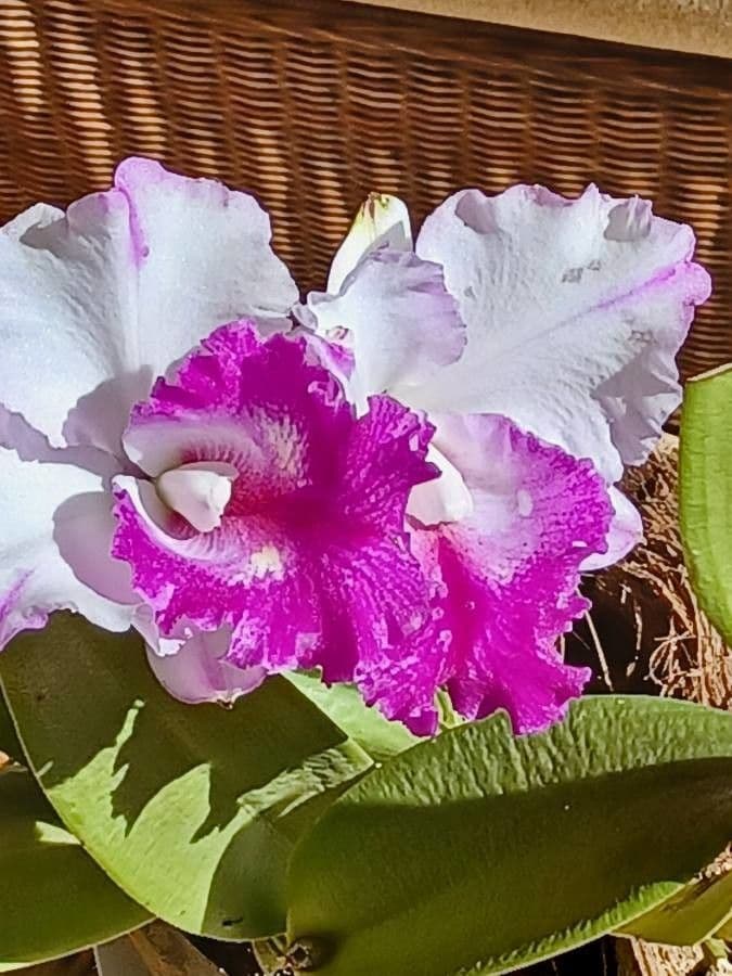 Cattleya