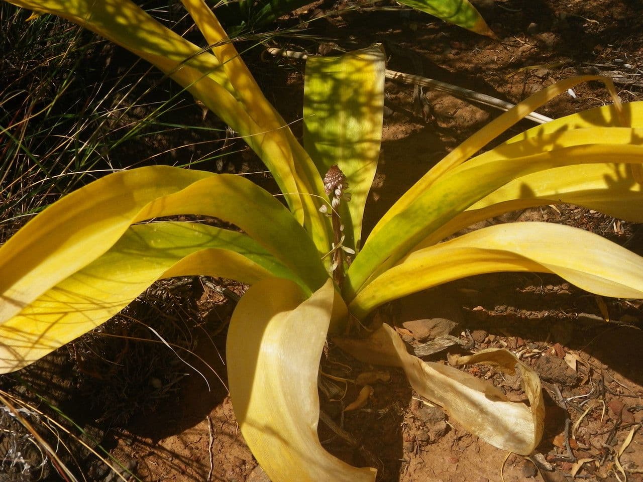 Drimia 10