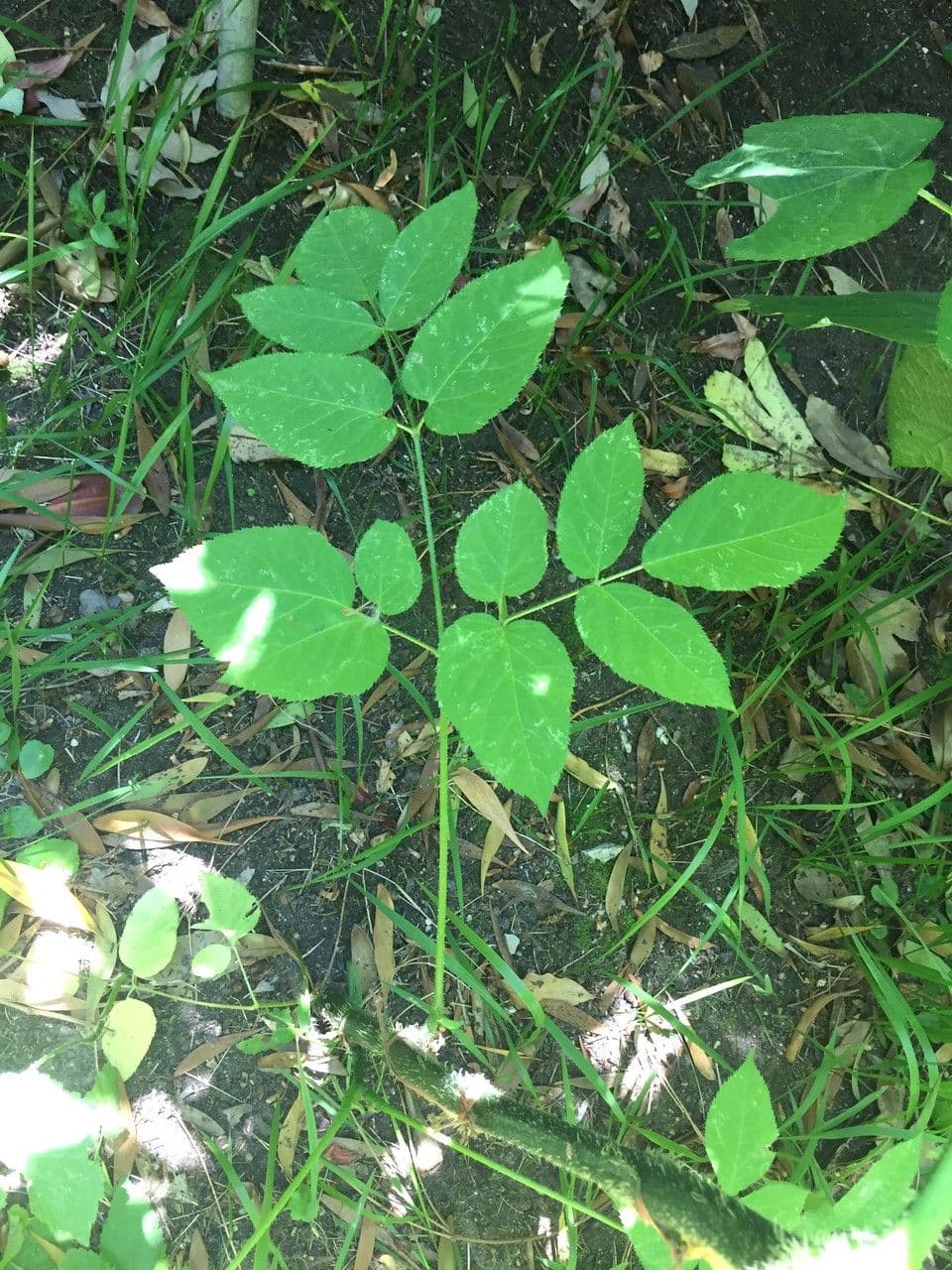 Araria racemosa 22