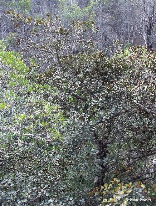 Planchonella 7