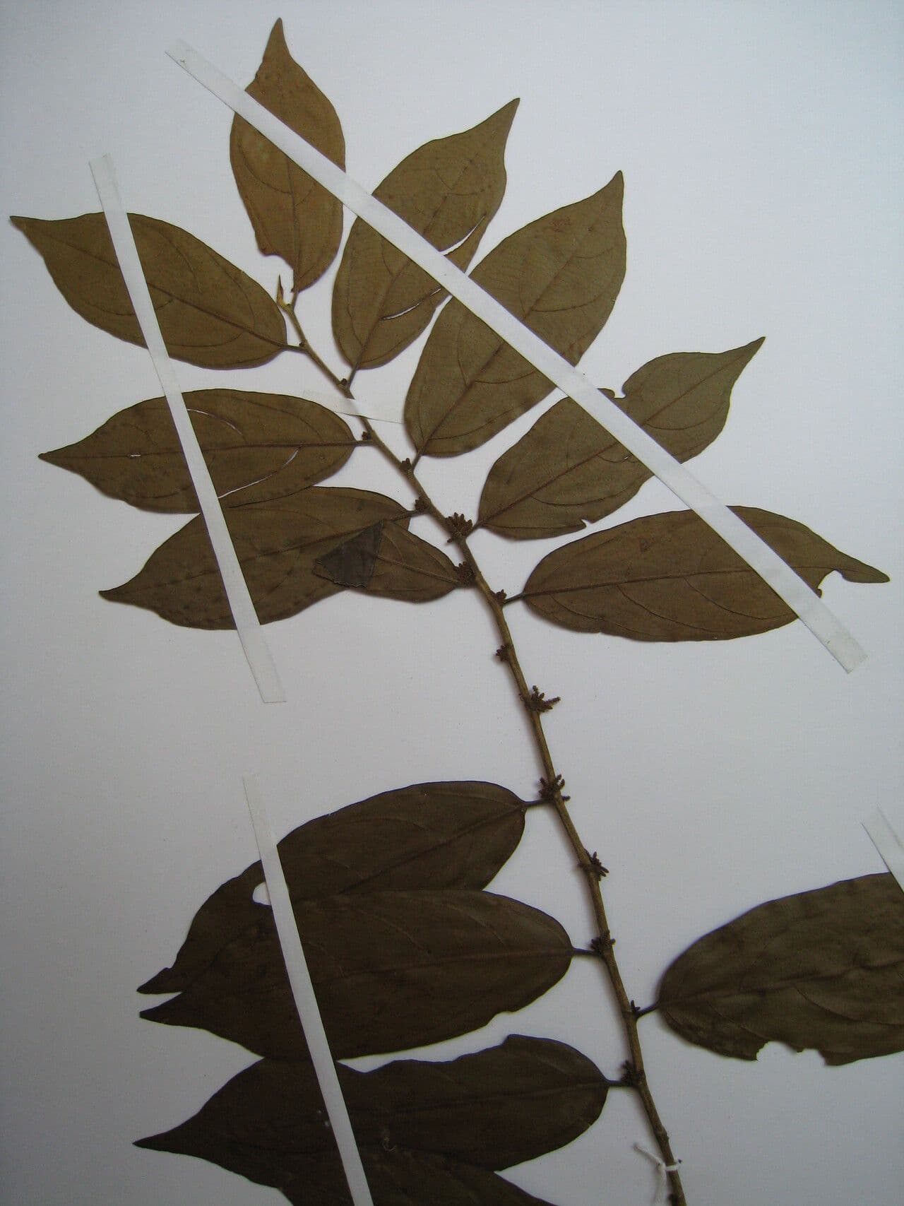 Lacistema 3