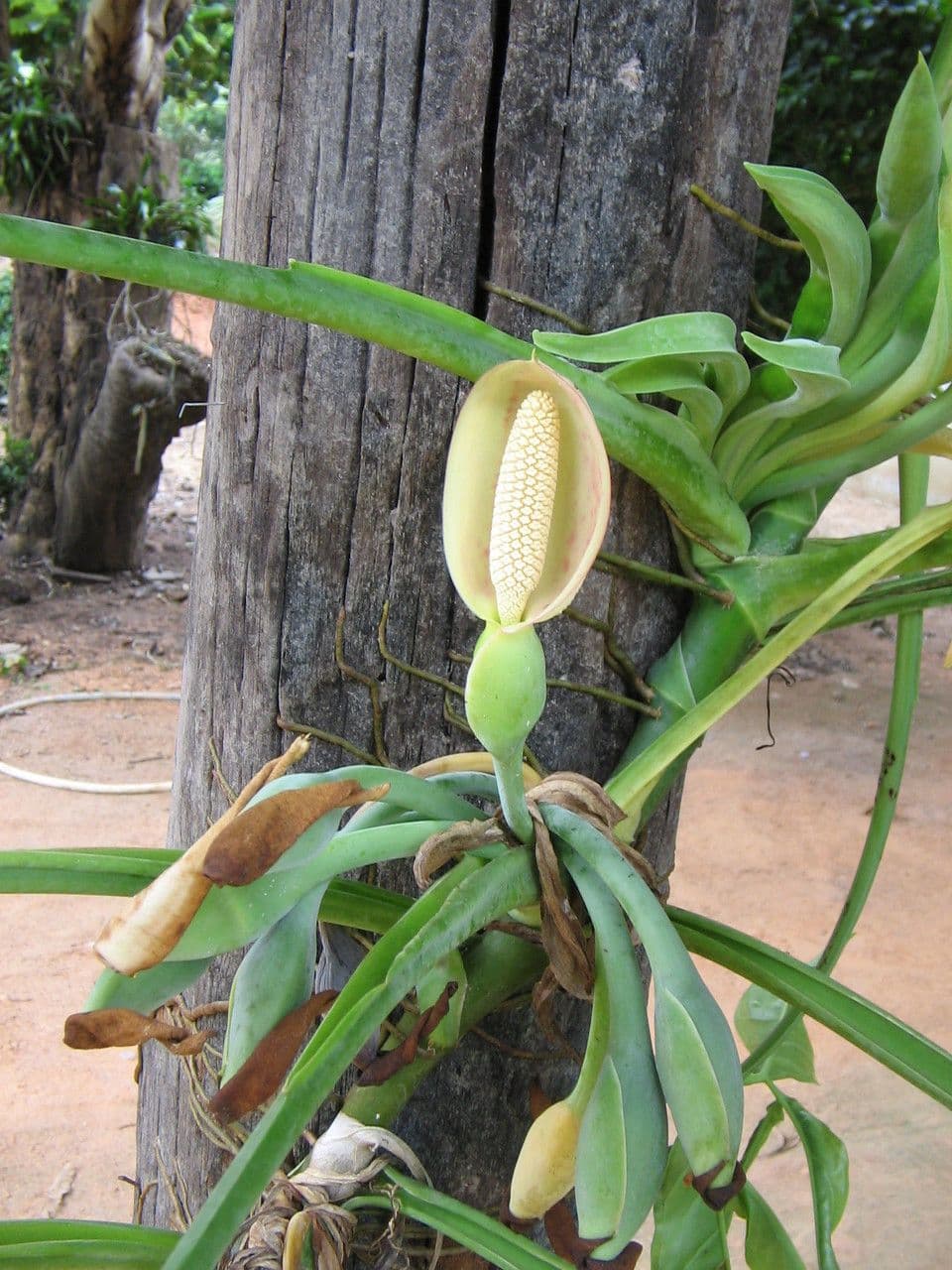 Syngonium 6